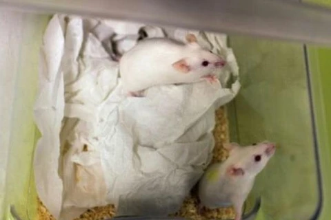 Những chú chuột thí nghiệm. (Nguồn: nouvelobs.com)