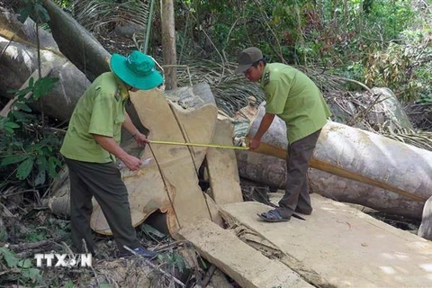 Lực lượng Kiểm lâm đo đếm số lượng gỗ bị chặt hạ. (Ảnh: Xuân Triệu/TTXVN)