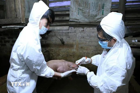 Tiêm phòng vắcxin tụ huyết trùng cho đàn lợn. (Ảnh minh họa. Phạm Kiên/TTXVN)
