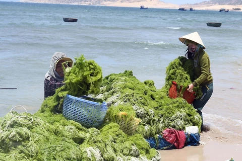 Vùng ven biển huyện Thuận Nam, Ninh Thuận trở thành nơi phát triển mạnh nghề nuôi rong sụn, mang lại thu nhập cao cho người dân. (Ảnh: Công Thử/TTXVN)