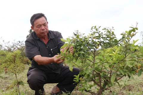 Ông Phan Đình Xuân chăm sóc vườn cây dược liệu theo phương pháp canh tác hữu cơ. (Ảnh: Tuấn Anh/TTXVN)