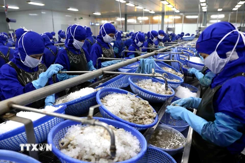 Chế biến tôm đông lạnh xuất khẩu của Công ty Cổ phần Chế biến thủy sản xuất khẩu Thuận Phước. (Ảnh: Vũ Sinh/TTXVN)