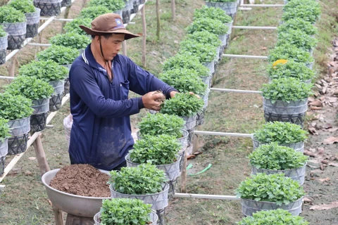 Các nhà vườn ở thành phố Sa Đéc chăm sóc cúc mâm xôi phục vụ thị trường tết Nguyên Đán 2020. (Ảnh: Nguyễn Văn Trí/TTXVN)