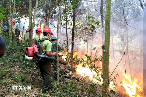 [Photo] Diễn tập chữa cháy rừng cấp quốc gia năm 2019