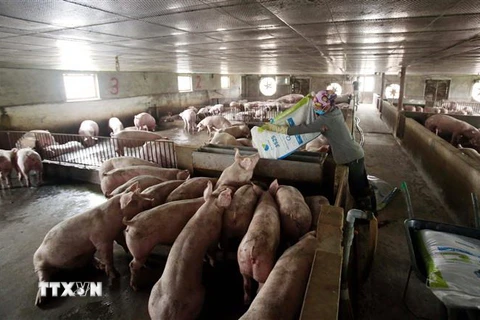 Nông dân chăm sóc đàn lợn theo mô hình VietGap tại xã Quảng Châu, thành phố Hưng Yên để cung ứng cho thị trường dịp cuối năm. (Ảnh: TTXVN)