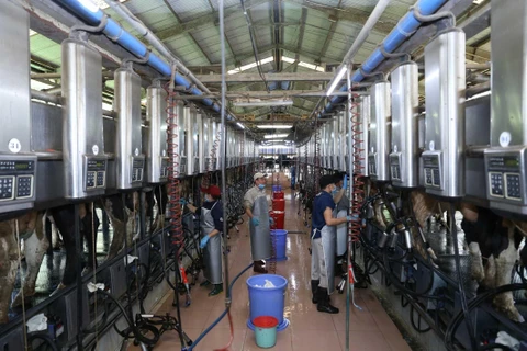 Dây chuyền vắt sữa bò tại Trang trại bò sữa Vinamilk tại xã Nhơn Tân, huyện An Nhơn, tỉnh Bình Định. (Ảnh: Vũ Sinh/TTXVN)