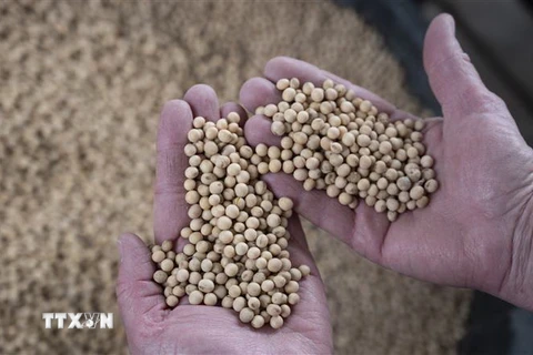 Nông dân thu hoạch đậu tương tại trang trại ở Scribber, Nebraska, Mỹ. (Ảnh: AFP/TTXVN)