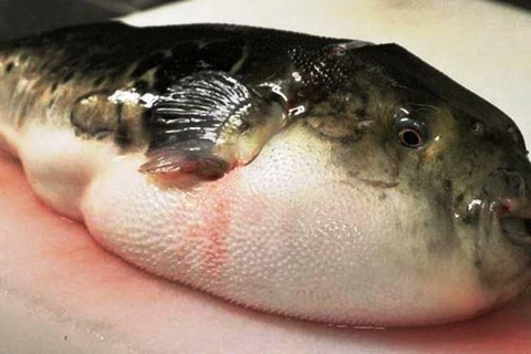 Vụ ngộ độc cá nóc tại Quảng Ngãi: Một người đã tử vong 