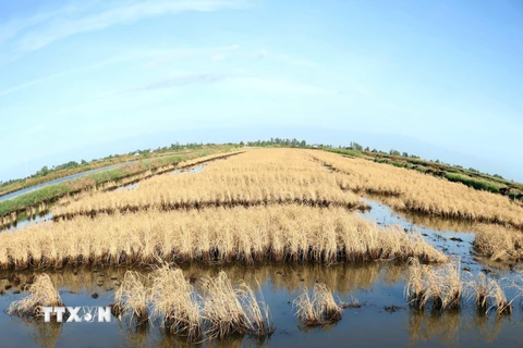 Hạn, mặn đã gây thiệt hại cho nhiều diện tích lúa mùa của huyện Thới Bình. (Ảnh: Thế Anh/TTXVN)