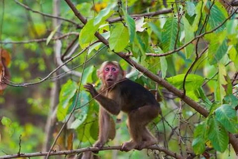 Yên Bái: Khỉ lạ vào nhà dân quậy phá, trèo lên bàn thờ lục đồ ăn