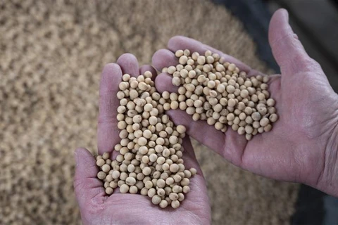 Nông dân thu hoạch đậu tương tại trang trại ở Scribber, bang Nebraska, Mỹ. (Ảnh: AFP/TTXVN)