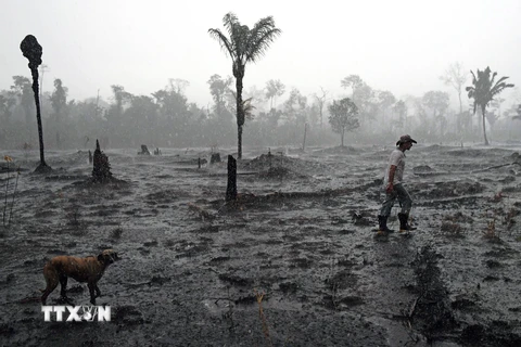 Cây bị thiêu rụi sau vụ hỏa hoạn tại rừng Amazon, gần Porto Velho, bang Rondonia, Brazil. (Ảnh: AFP/TTXVN)
