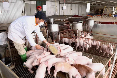 Chăm sóc đàn lợn thịt hơn 1 tháng tuổi tại một trang trại. (Ảnh: Vũ Sinh/TTXVN)