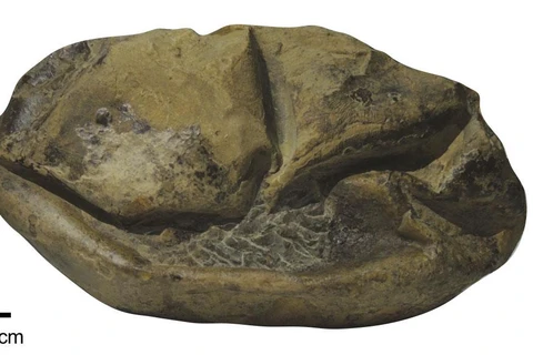 Một mặt của hóa thạch của quả trứng khổng lồ. (Nguồn: news.utexas.edu)