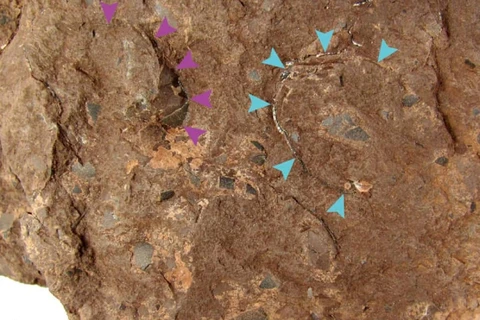 Hóa thạch trứng khủng long được tìm thấy trong một tầng ở Tamba, tỉnh Hyogo. (Nguồn: Kyodo)