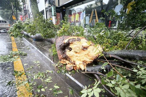 Cây bị quật đổ sau khi bão Bavi đổ bộ vào đảo Jeju, Hàn Quốc, ngày 26/8/2020. (Ảnh: Yonhap/TTXVN)