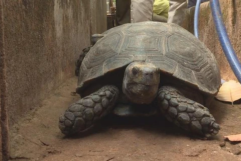 Đắk Lắk khởi tố đối tượng nuôi nhốt trên 100 cá thể rùa quý hiếm