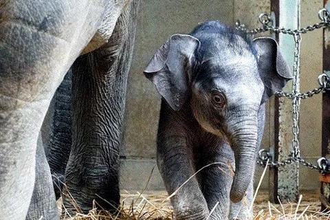 Voi con đầu tiên được sinh ra ngay tại vườn bách thú hơn 100 năm tuổi. (Nguồn: asahi.com)
