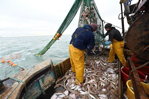 Ngư dân đánh cá trên vùng biển ngoài khơi phía Đông Nam nước Anh. (Ảnh: AFP/TTXVN)