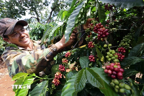 Nông dân xã Ia Kla, huyện Đức Cơ (Gia Lai) chăm sóc vườn cà phê. Xuất khẩu càphê của Việt Nam mỗi năm đạt kim ngạch trên 2 tỷ USD. (Ảnh: TTXVN)