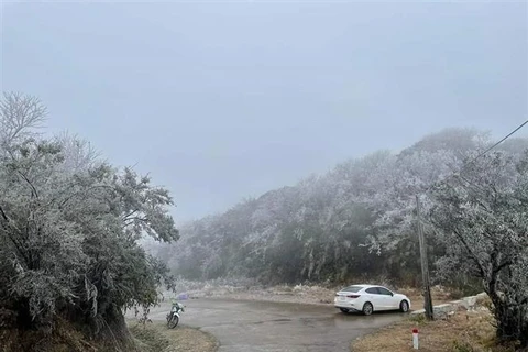 Đỉnh núi Phia Oắc, Cao Bằng nhuộm một màu trắng của băng tuyết. (Ảnh: TTXVN)