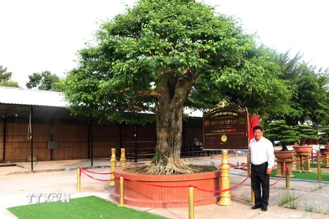 Ông Nguyễn Phước Lộc bên cây sanh bonsai có đường kính tán lớn nhất Việt Nam. (Ảnh: Nguyễn Văn Trí/TTXVN