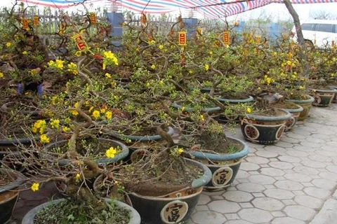 Bà Rịa-Vũng Tàu: Dịch vụ cho thuê hoa mai chơi tết đắt khách