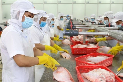 Chế biến cá diêu hồng xuất khẩu tại Công ty Cổ phần kinh doanh Thủy hải sản Sài Gòn. (Ảnh: Xuân Anh/TTXVN)