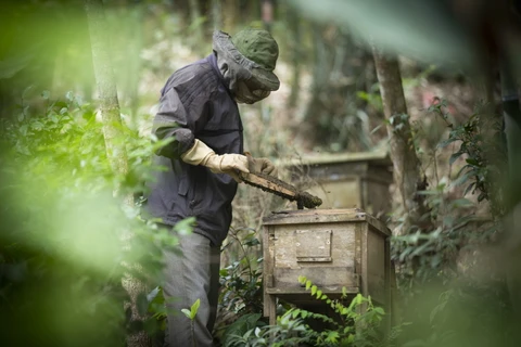 [Photo] Triển vọng phát triển nghề nuôi ong lấy mật ở Hòa Bình