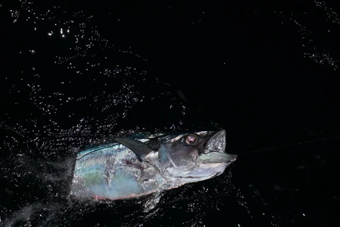 [Photo] Trải nghiệm thú vị khi săn cá đêm trên biển Trường Sa