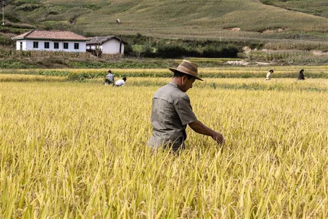 Một cánh đồng lúa ở tỉnh Nam Hamgyong, Triều Tiên. (Ảnh: AFP/TTXVN)