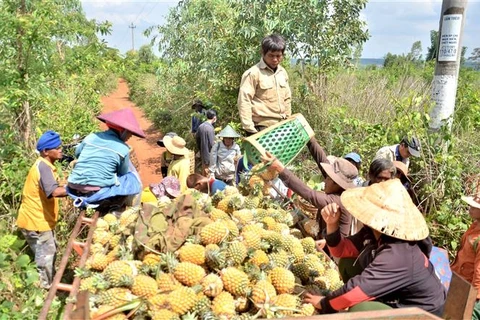 Người dân huyện Mang Yang (tỉnh Gia Lai) thu hoạch dứa. (Ảnh: Quang Thái/TTXVN)