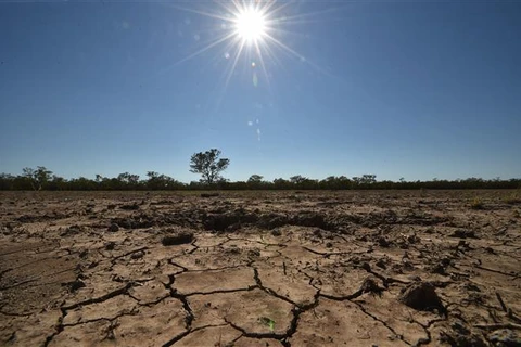 Cảnh khô hạn trên cánh đồng tại thị trấn Walgett, Australia. (Ảnh: AFP/TTXVN)