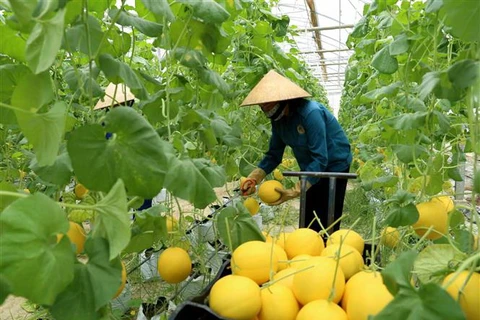 Cơ hội kết nối, phát triển chuỗi giá trị nông sản chủ lực của Việt Nam