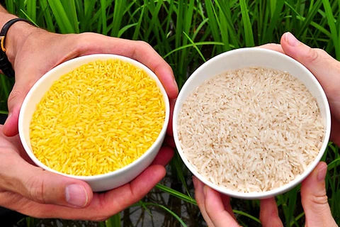 Philippines đi đầu trong sản xuất thương mại gạo vàng biến đổi gene