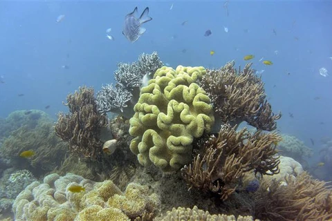 Rạn san hô Great Barrier thoát danh sách di sản nguy cấp của UNESCO