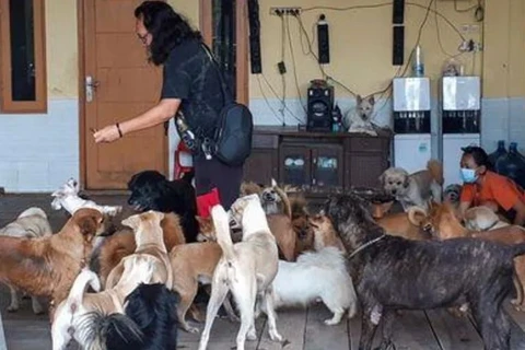 Biệt đội giải cứu thú cưng trong thời COVID-19 tại Indonesia