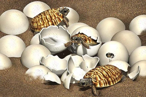 Trứng hóa thạch vẫn còn phôi thai của loài rùa khổng lồ thời tiền sử