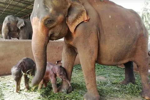 Sri Lanka: Voi sinh đôi hiếm gặp ở trại voi mồ côi lớn nhất thế giới