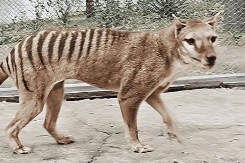“Hồi sinh” loài hổ Tasmanian qua những thước phim màu