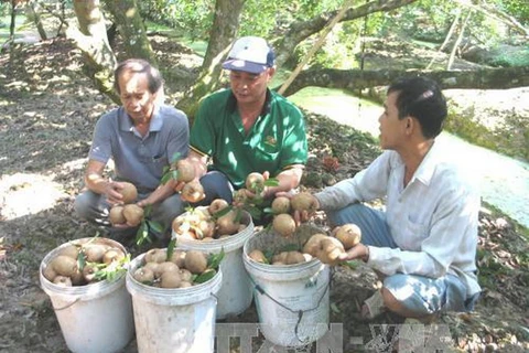 Giá hồng xiêm tại Tiền Giang tăng mạnh, nông dân lãi trên 50%