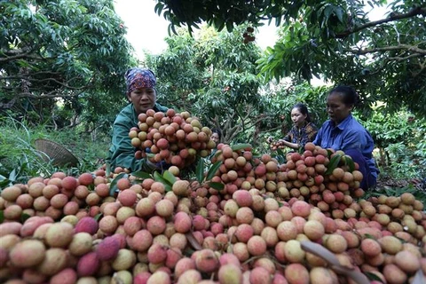 Giải pháp giúp doanh nghiệp xuất khẩu đưa trái cây Việt vươn xa