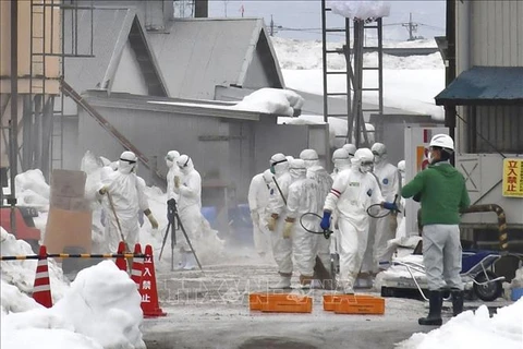 Nhật Bản phát hiện ổ dịch cúm gia cầm độc lực cao H5N8