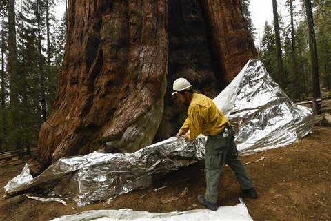 Mỹ: Cháy rừng ở California làm chết hàng nghìn cây cự sam cổ thụ