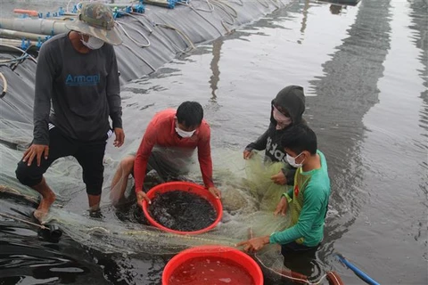 Kiên Giang nuôi trồng thủy sản theo hướng sản xuất hàng hóa