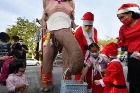 Độc đáo hình ảnh chú voi phát quà Giáng sinh tại Thái Lan
