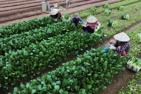 Hà Nội: Rau xanh được mùa nhờ thời tiết thuận lợi, nông dân có lãi