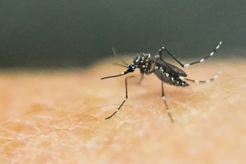 Australia cảnh báo về virus lây truyền qua muỗi có thể gây chết người