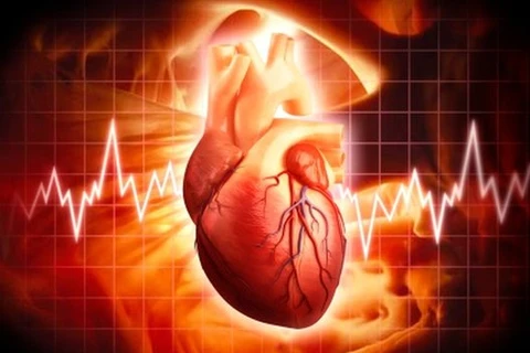 Mô tim được in 3D có thể duy trì nhịp đập hơn 6 tháng trong ống nghiệm
