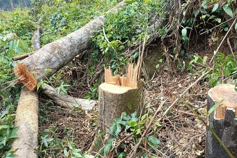 Xuất hiện phương thức phá rừng mới manh động, nguy hiểm tại Lâm Đồng